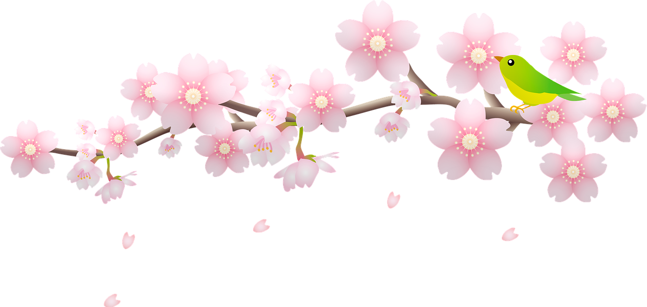 cherry blossom, bird, branch-6008186.jpg
